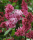 "Nocturne" Syringa x. Prestoniae "Nocturne" Syringa x. Prestoniae